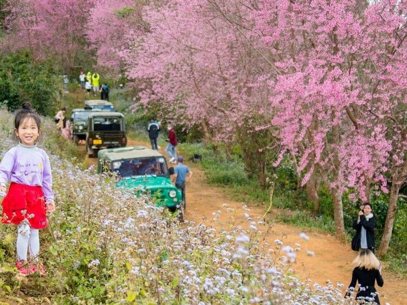 Vườn Mai Anh Đào Cổ
