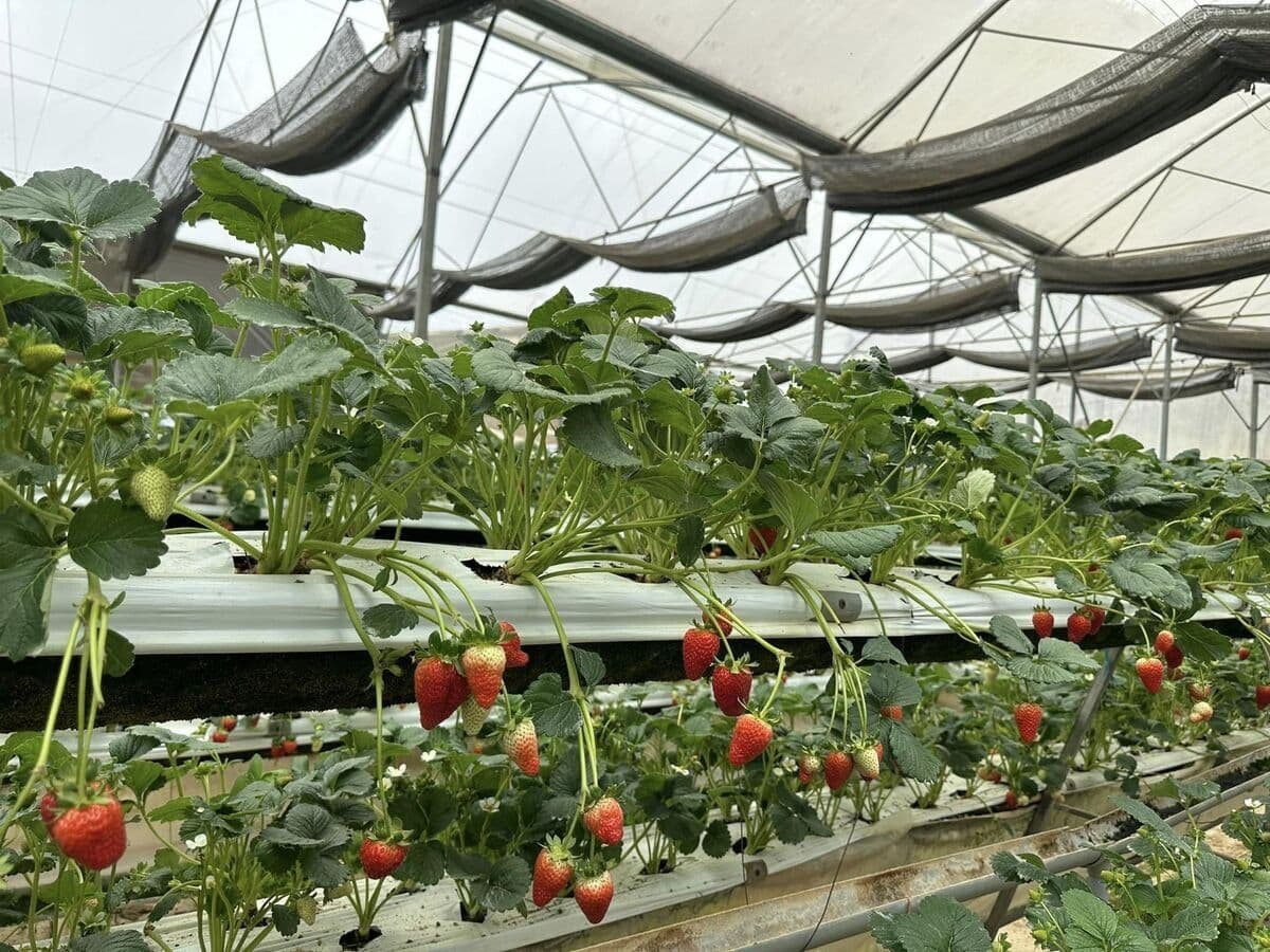 Dâu tây Đà Lạt