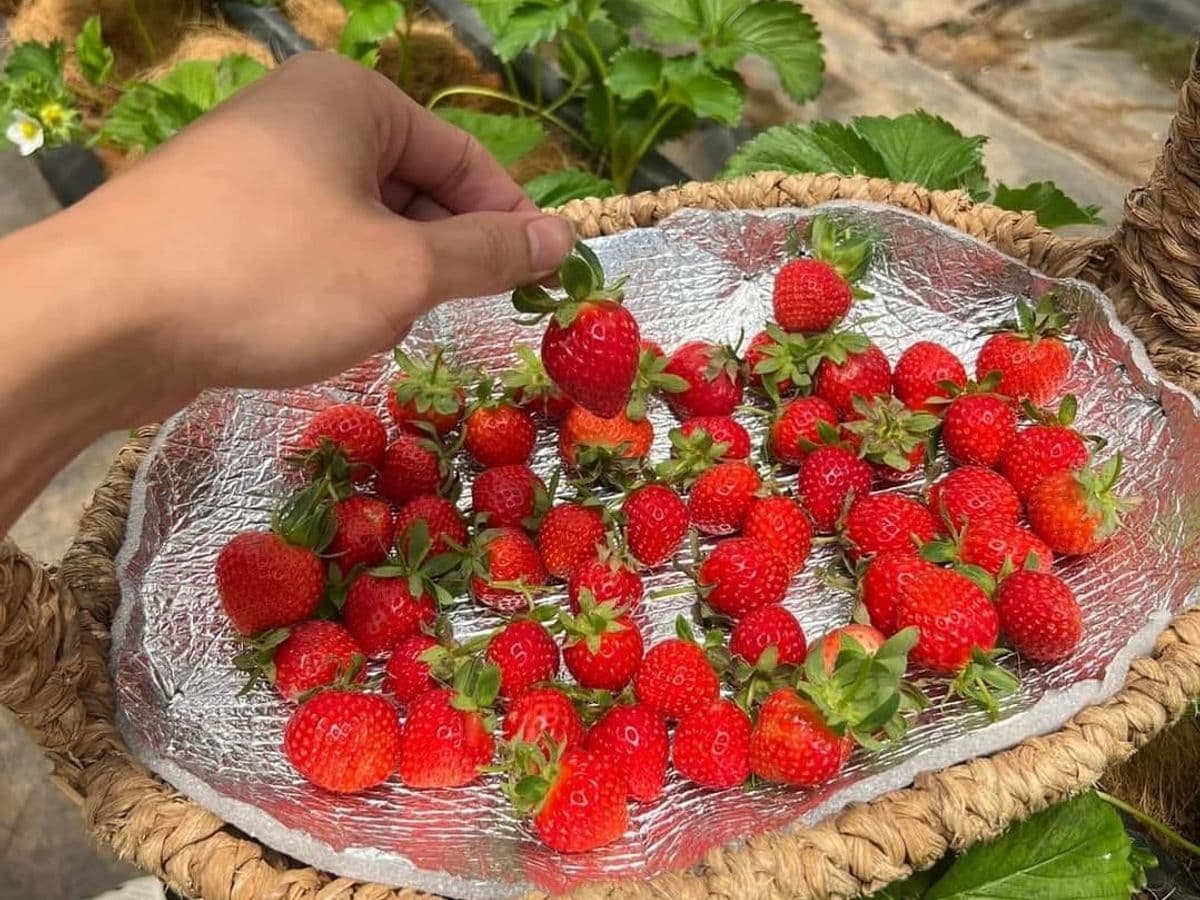 Dâu tây Đà Lạt