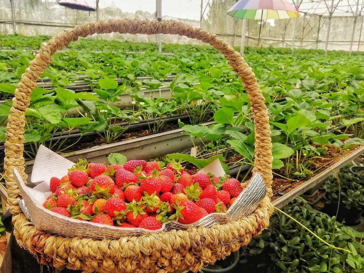 Dâu tây Đà Lạt