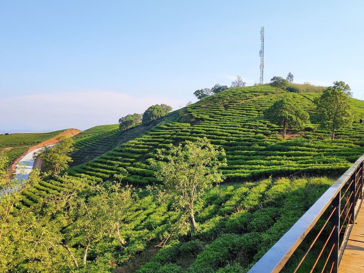 The Coffee Farm Cầu Đất — ảnh 1