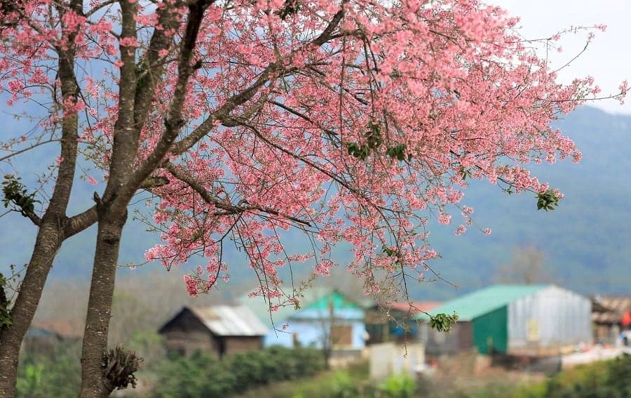 Thời tiết Đà Lạt