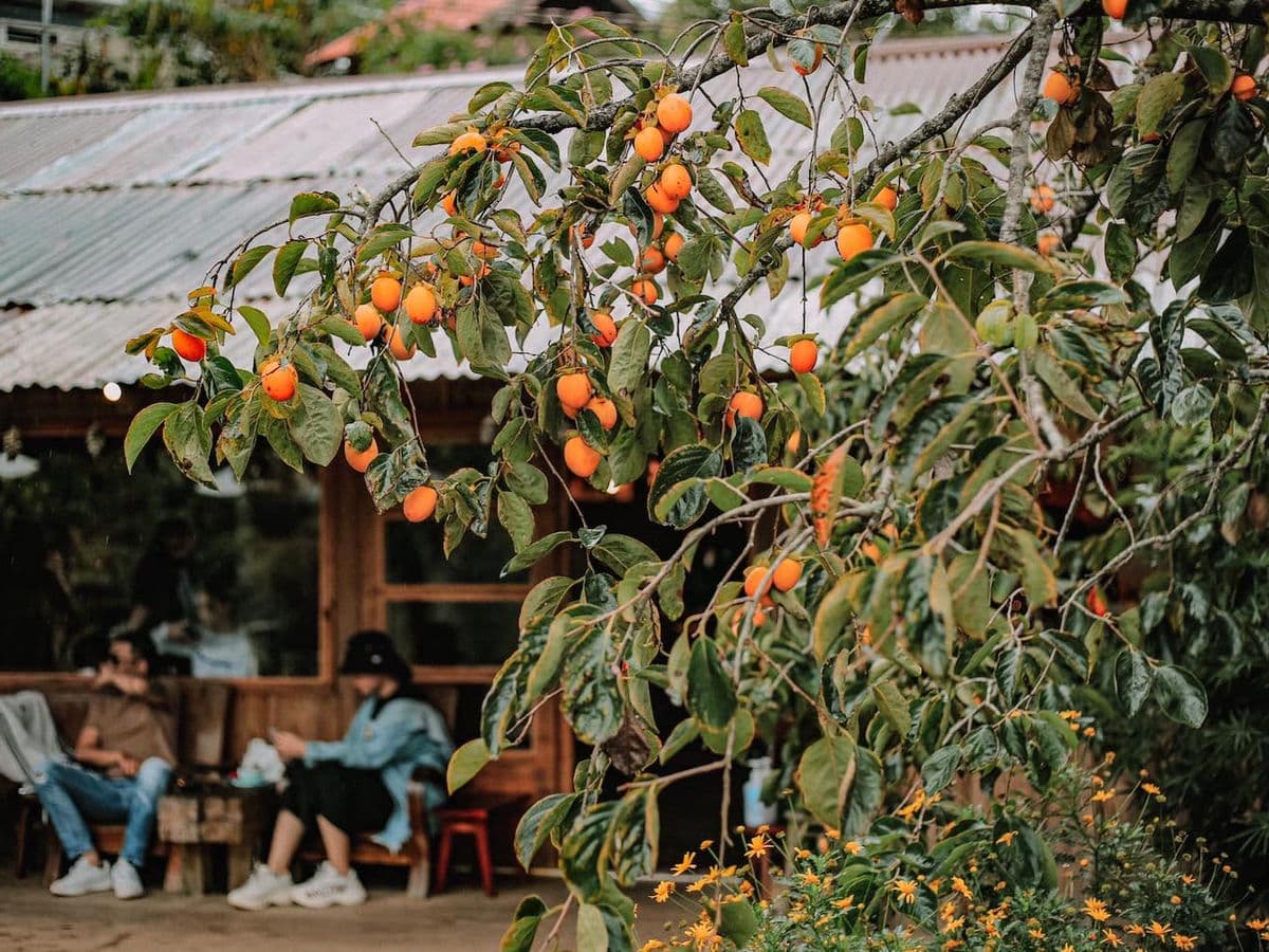 Thời tiết Đà Lạt