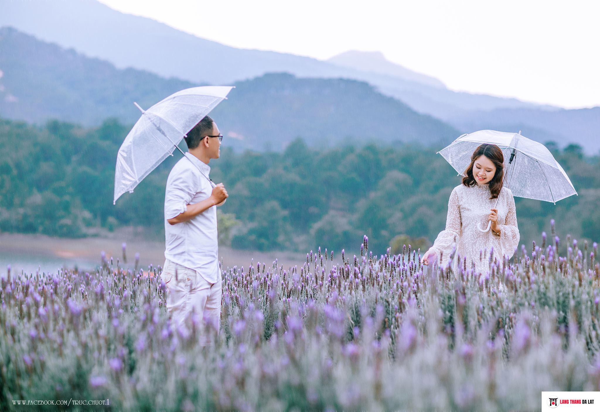 Cánh đồng hoa Lavender Đà Lạt