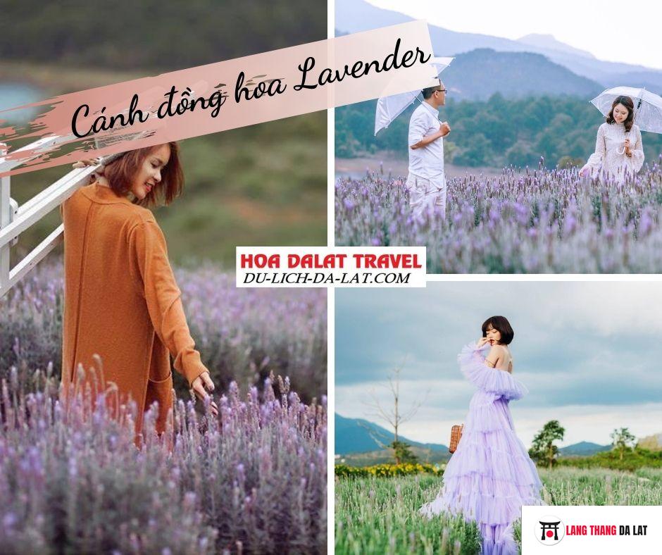 Cánh đồng hoa Lavender