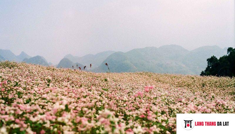 Cánh đồng hoa Tam Giác Mạch ở chân đèo Tà Nung