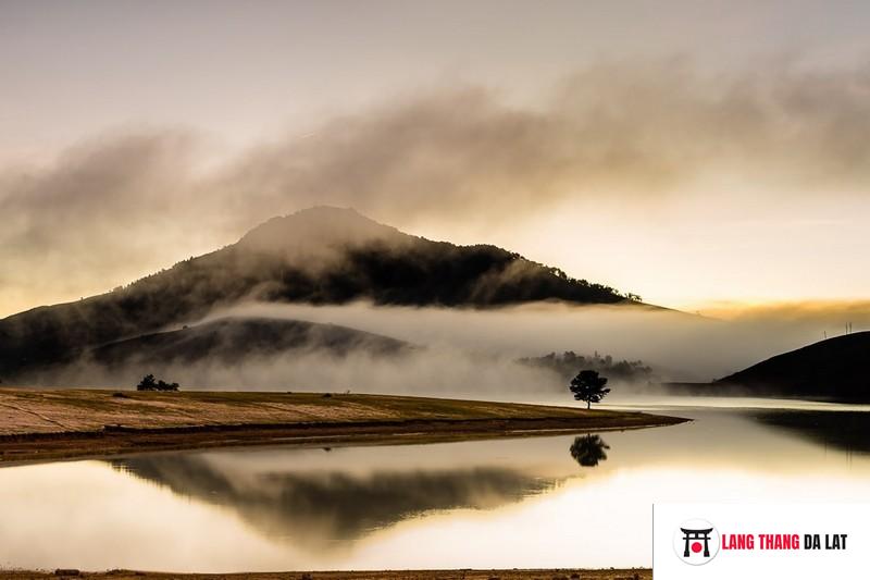 Cây thông cô đơn dalat