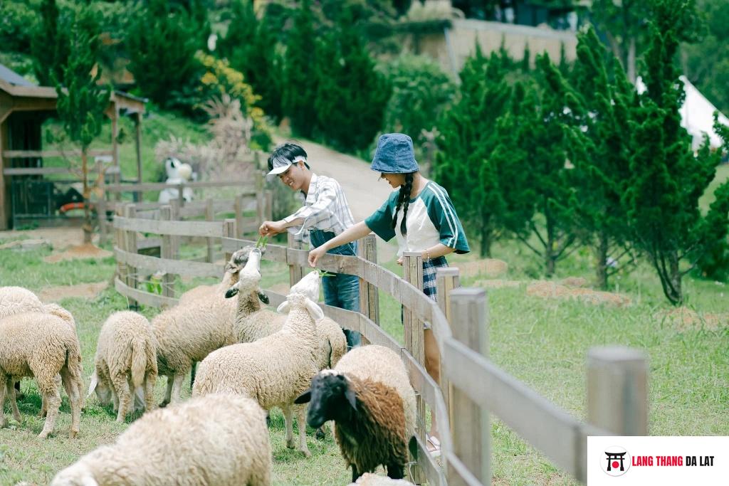 CHơi với các em thú dễ thương tại Nông trại Máy bay Giấy 