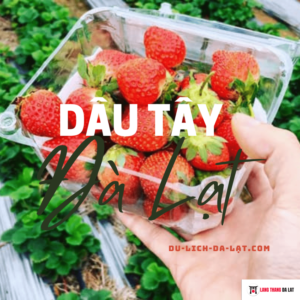 Dâu tây Đà Lạt