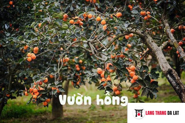 du lịch Đà Lạt tháng 11 có gì hay - Vườn hồng