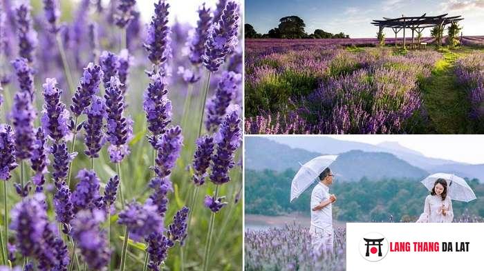 hình ành hoa lavender ở Đà Lạt