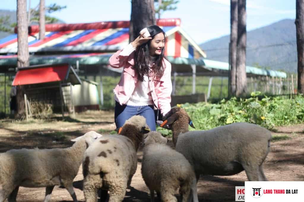 Hình ảnh sở thú zoodoo -cho thú ăn