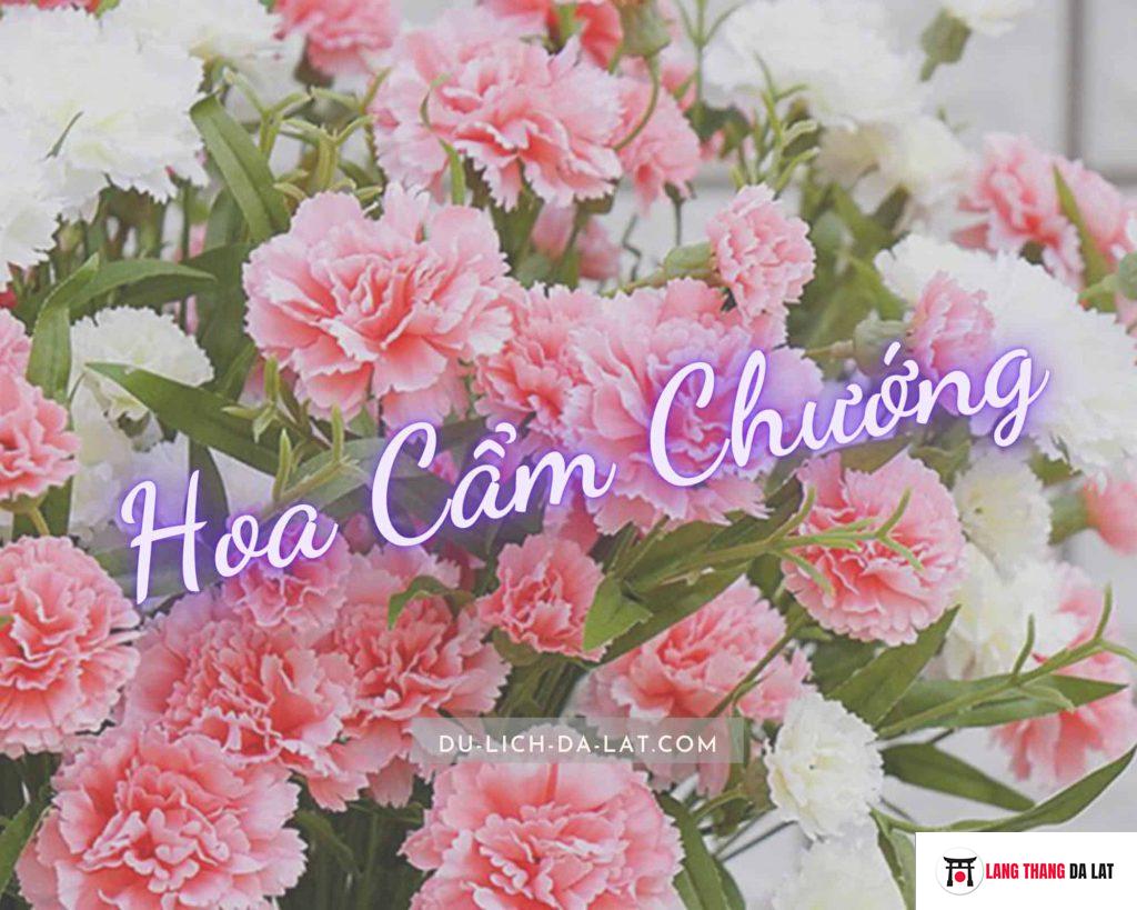 Hoa cẩm chướng