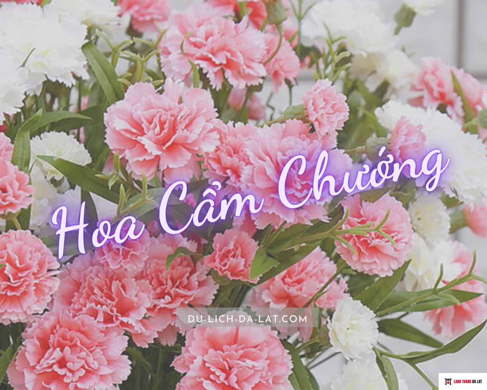 Hoa Cẩm Chướng: Ý nghĩa, đặc điểm và cách chăm sóc để có hoa đẹp