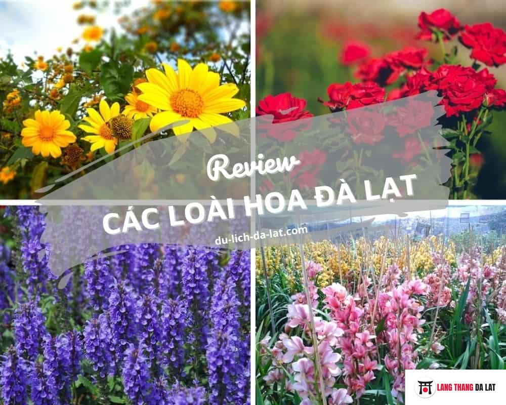 Hoa Đà Lạt