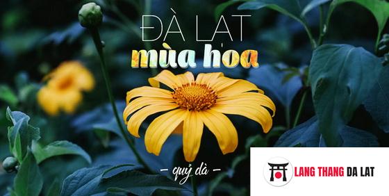 Hoa dã quỳ Đà Lạt