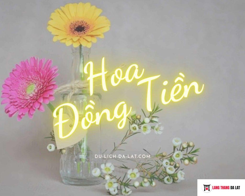 Hoa đồng tiền