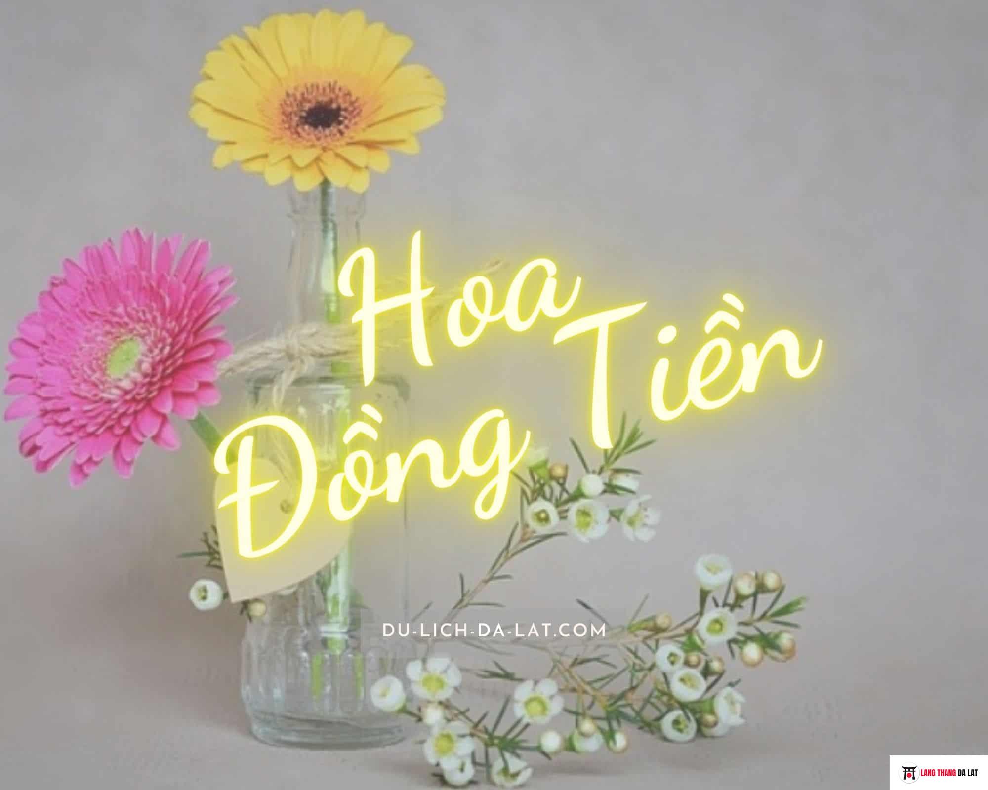 Hoa Đồng Tiền –  Đặc điểm, cách trồng, ý nghĩa của chúng qua từng màu sắc