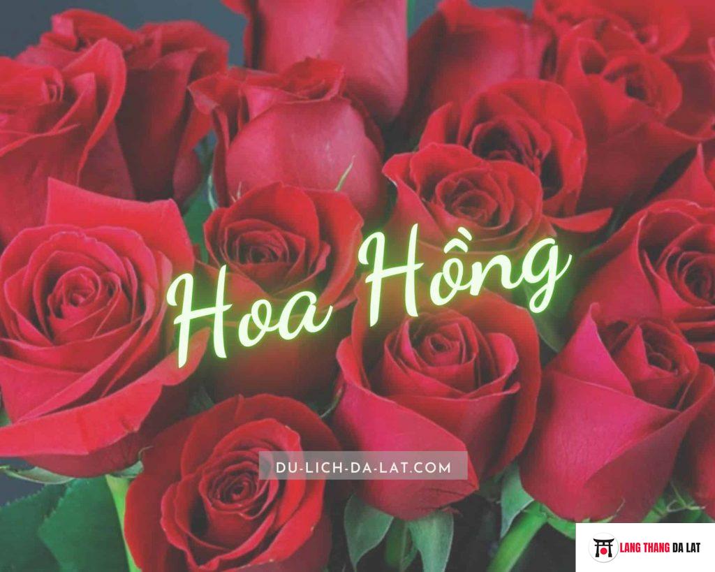 Hoa hồng