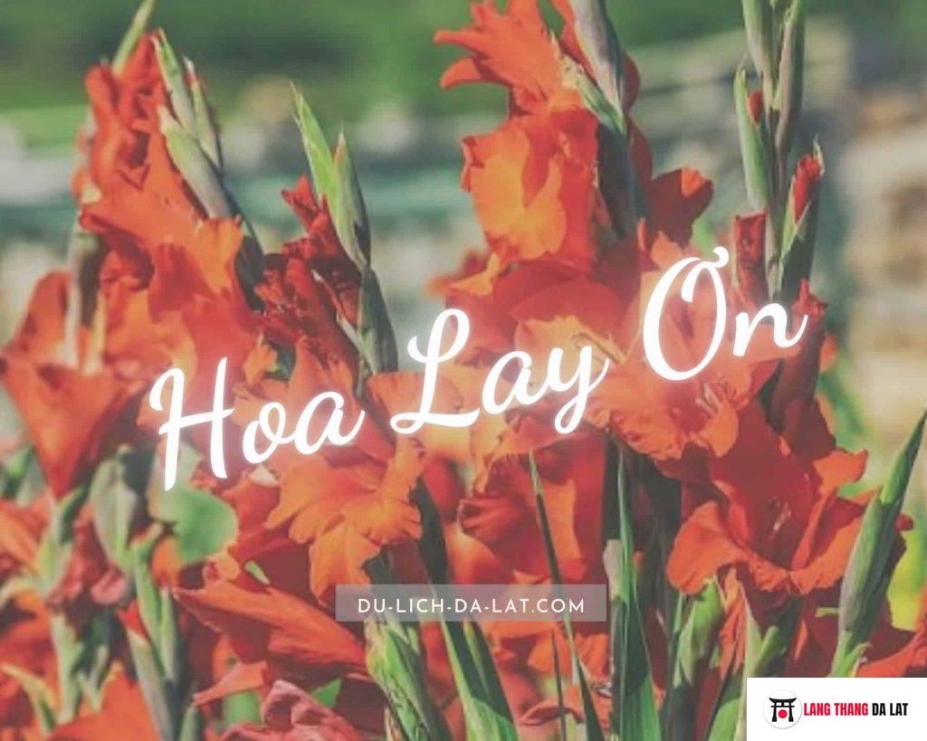 Hoa lay ơn