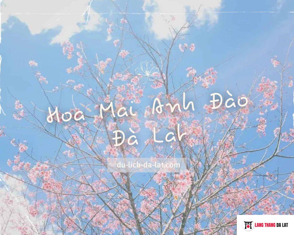 Hoa Mai Anh Đào Đà Lạt