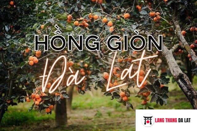 Hồng giòn Đà Lạt