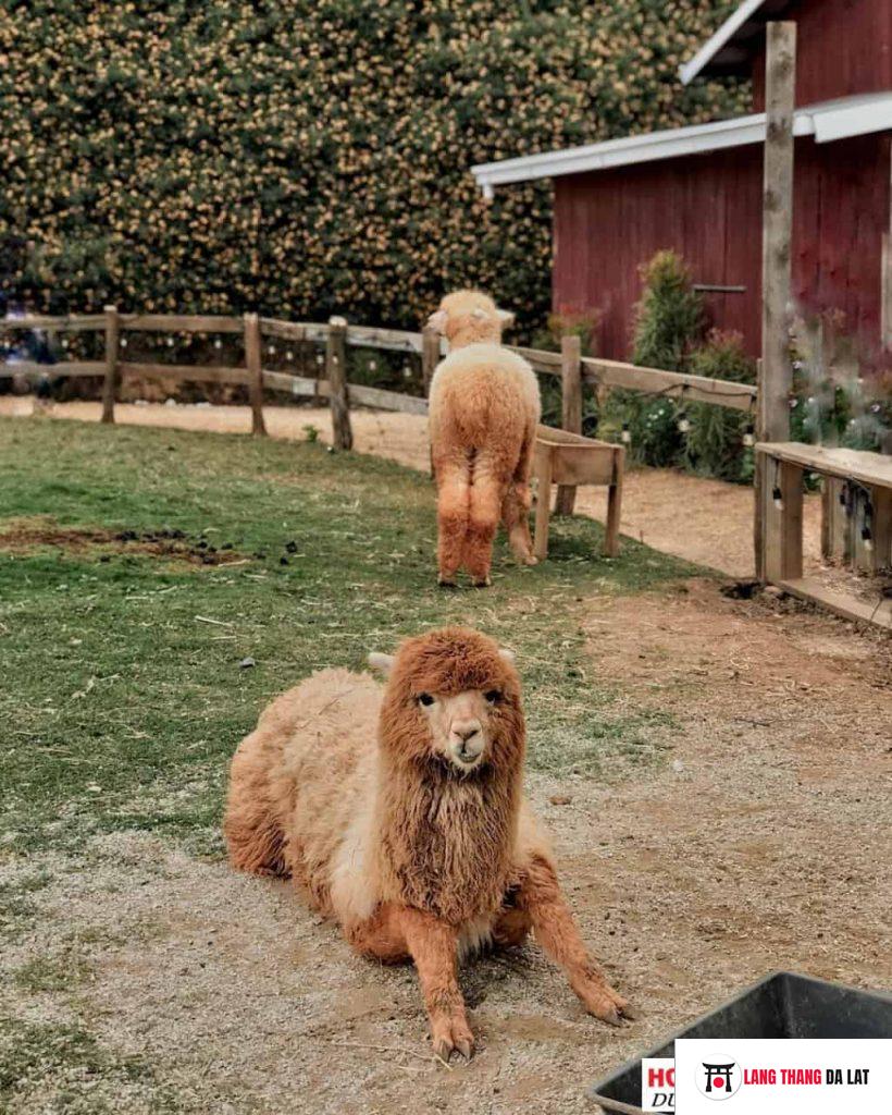 Lạc đà Alpaca ngộ nghĩnh tại Chika Farm