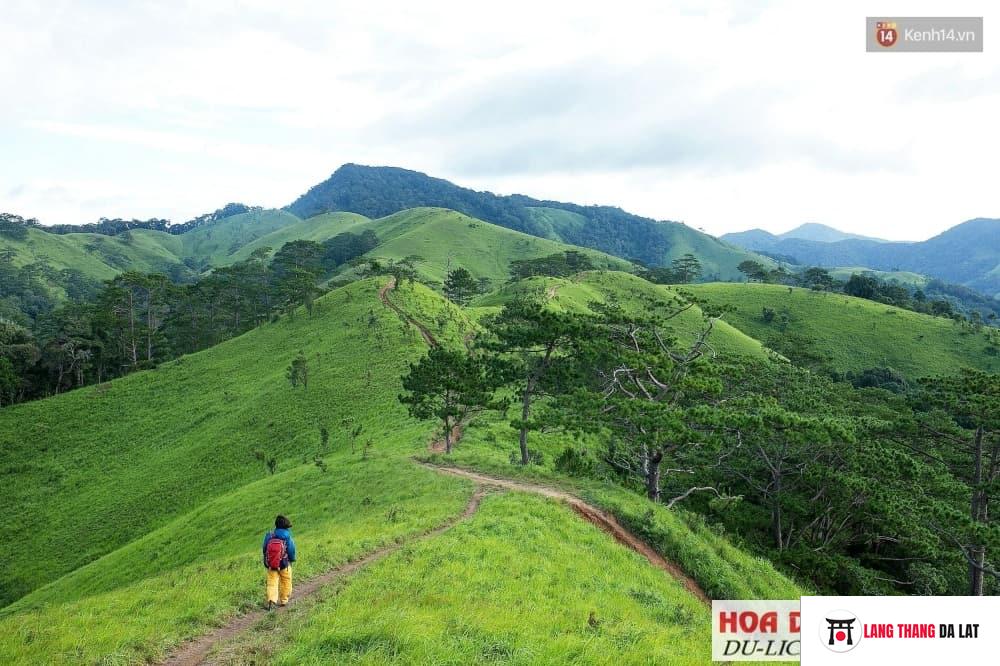 Hồng giòn Đà Lạt