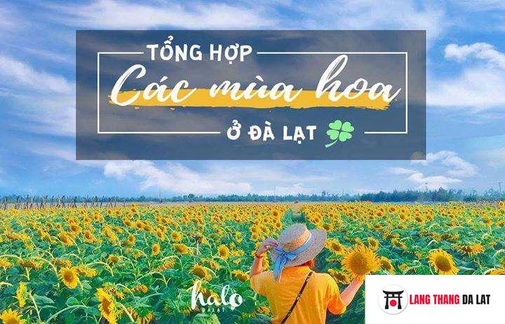 Mùa hoa Đà Lạt