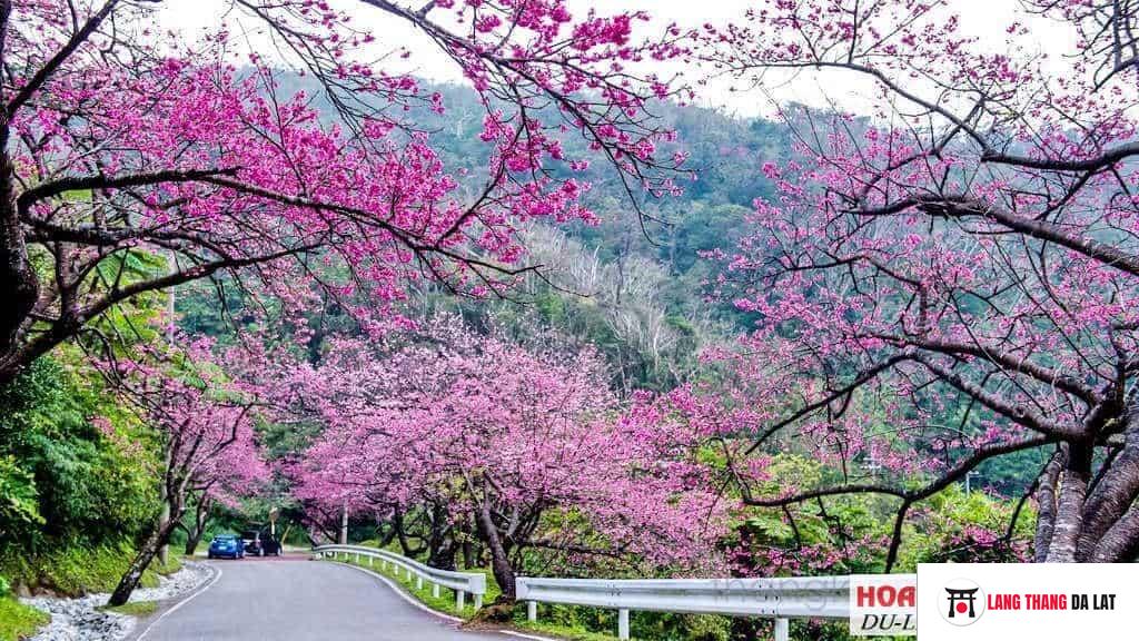 Nên đi ngắm hoa Mai Anh Đào vào khoảng thời gian nào