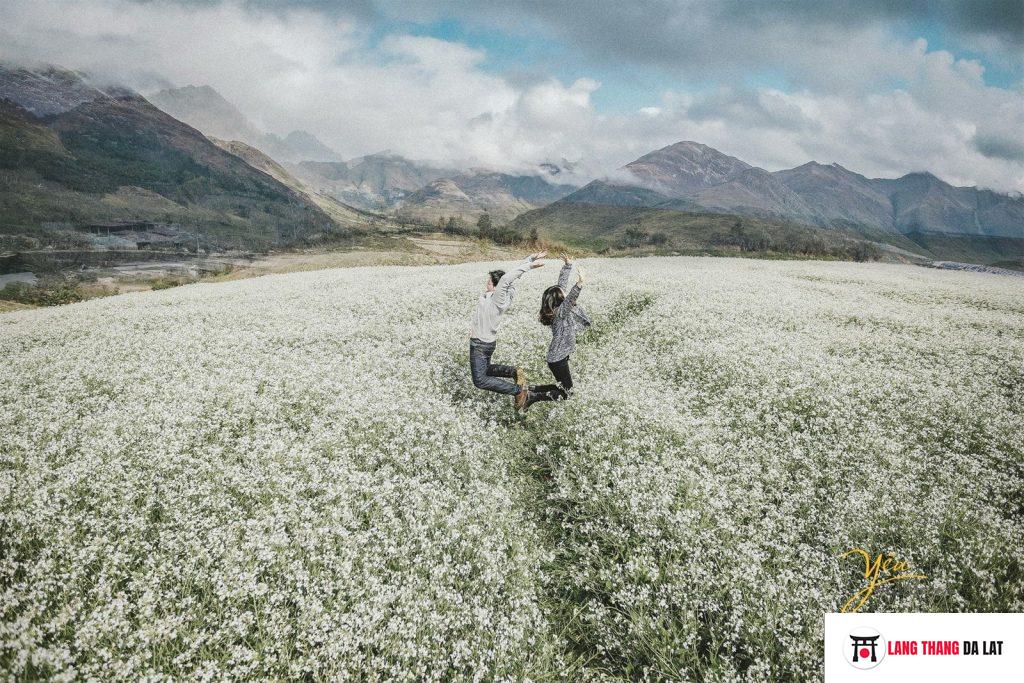 Những loài hoa Đà Lạt