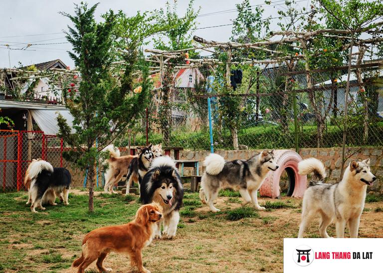 puppy farm đà lạt