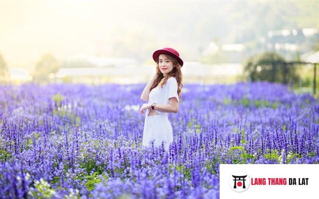 Shop hoa lavender Đà Lạt