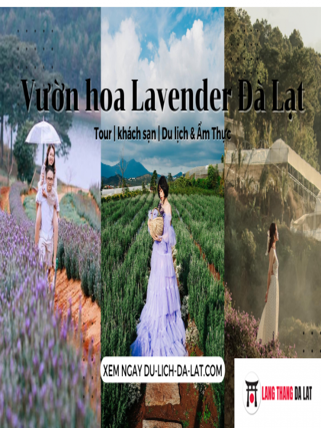Review đường đi 2 cánh đồng hoa Lavender Đà Lạt mới view siêu đẹp