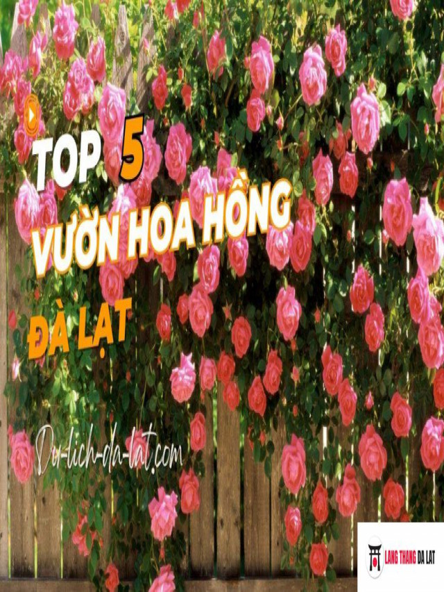 Top 5 vườn hoa hồng Đà Lạt đẹp và đáng tham quan nhất 2023