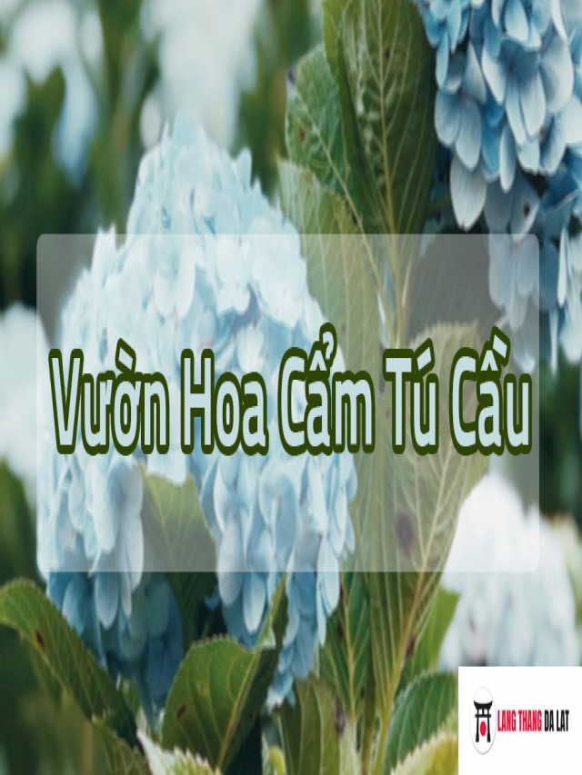 BÍ KÍP du lịch 5 vườn hoa cẩm tú cầu Đà Lạt đang ‘gây sốt’ năm 2023