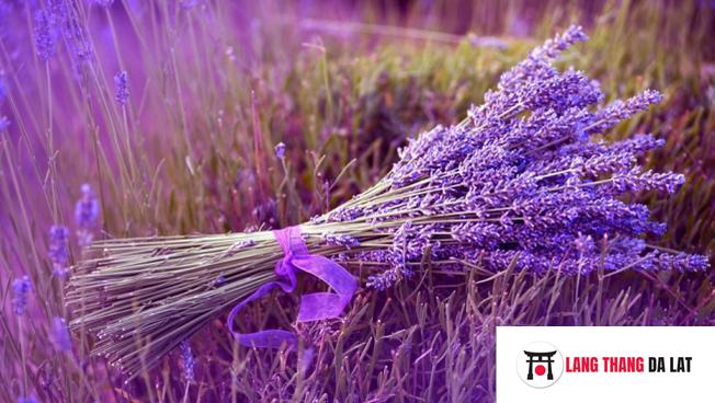 Sự tích hoa Lavender Đà Lạt