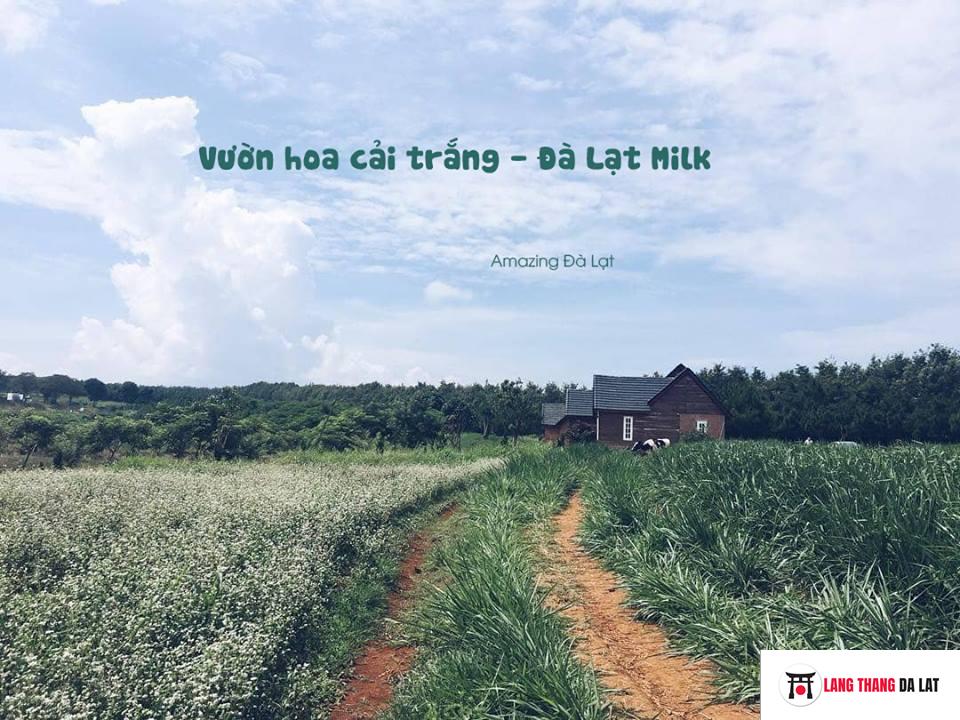 Thời tiết Đà Lạt tháng 11