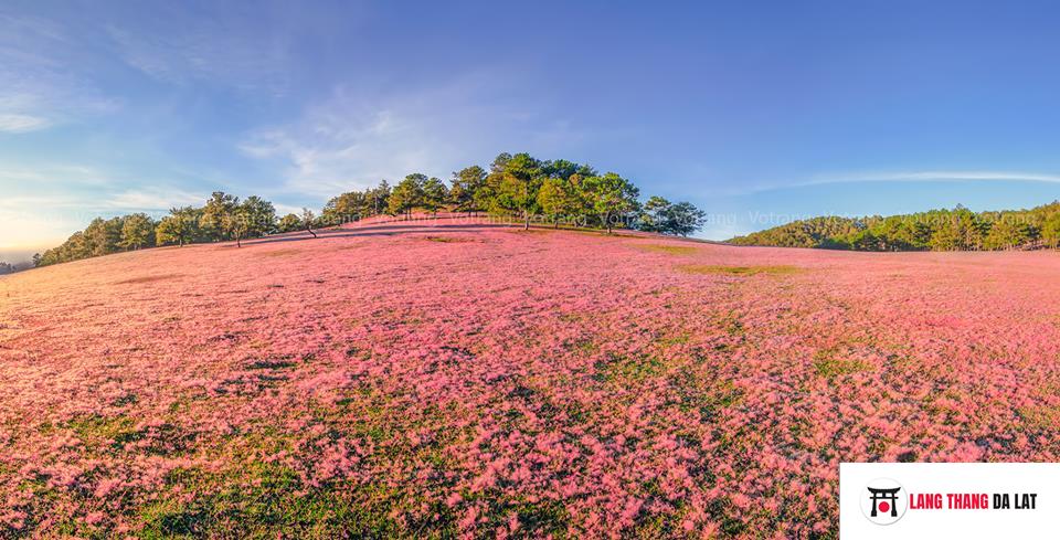 Tour đồi cỏ tuyết Đà Lạt