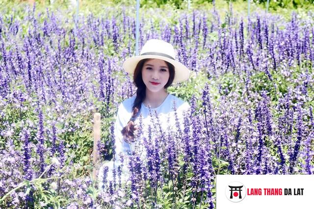 Tour vườn hoa Lavender Đà Lạt