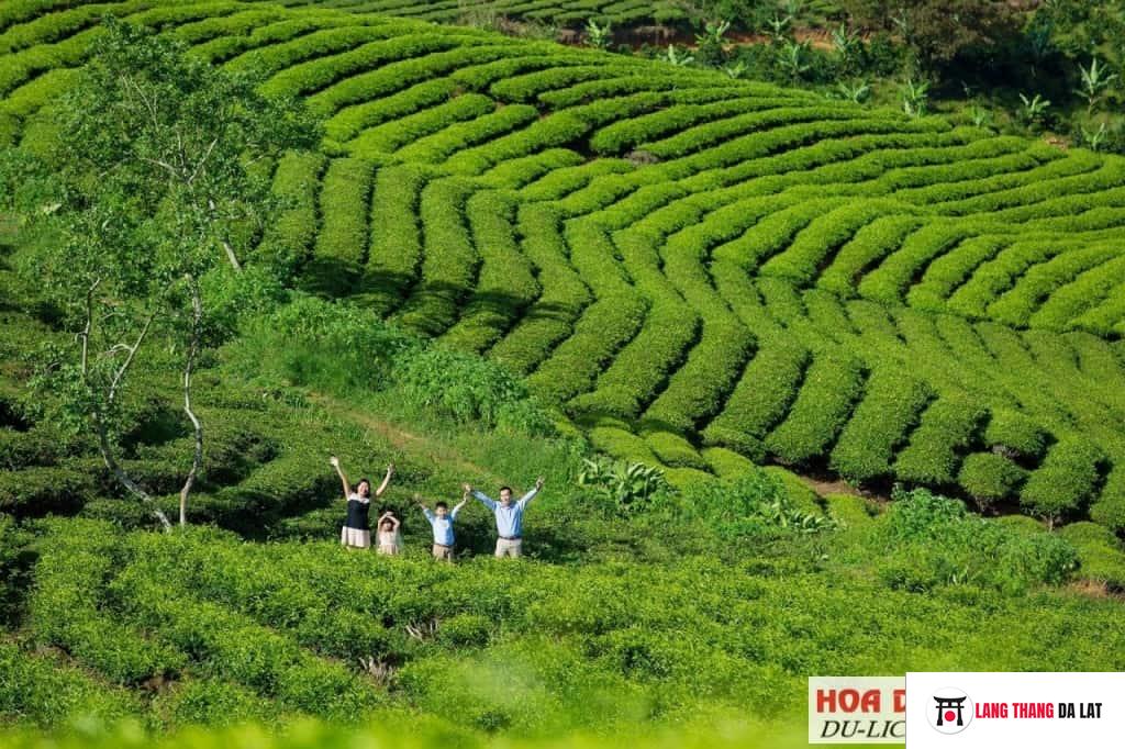 Vẻ đẹp ngất ngây Cầu Đất Farm