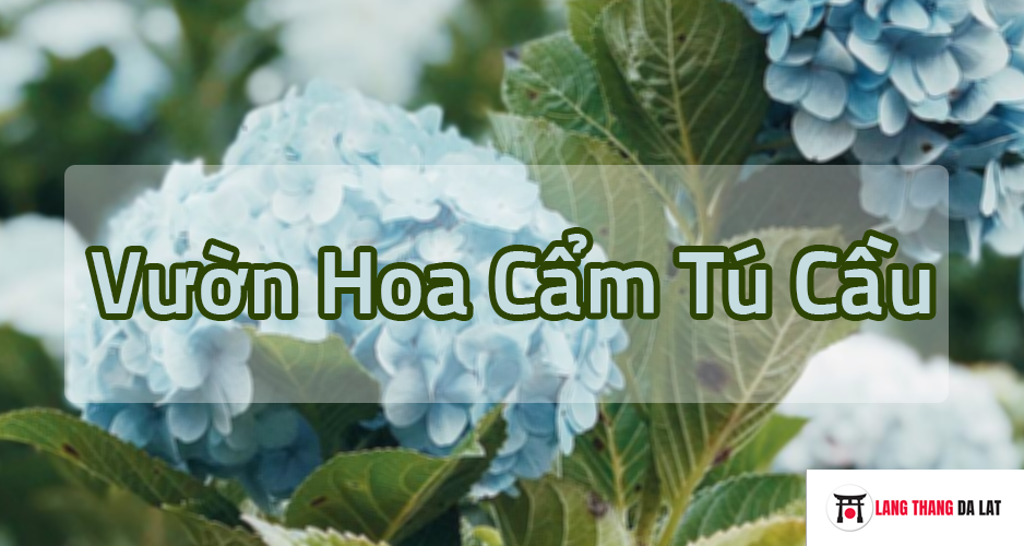 Vườn hoa cẩm tú cầu