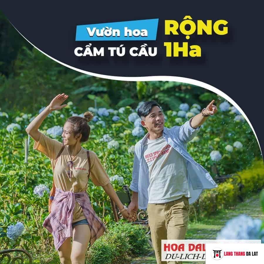 Vườn hoa cẩm tú cầu ở Thung Lũng Tình Yêu