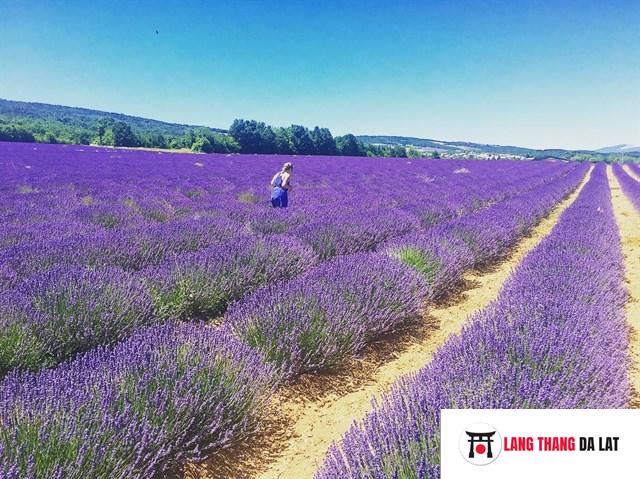 Vườn hoa Lavender cầu đất