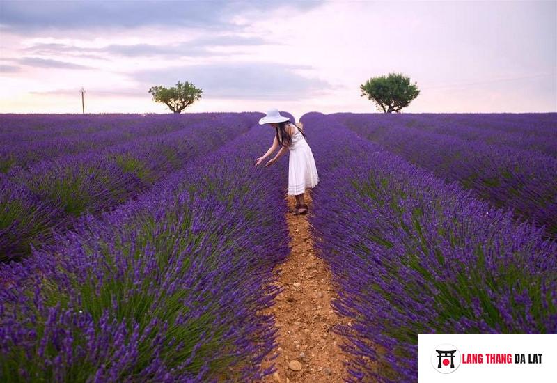 Vườn hoa Lavender cầu đất Đà Lạt
