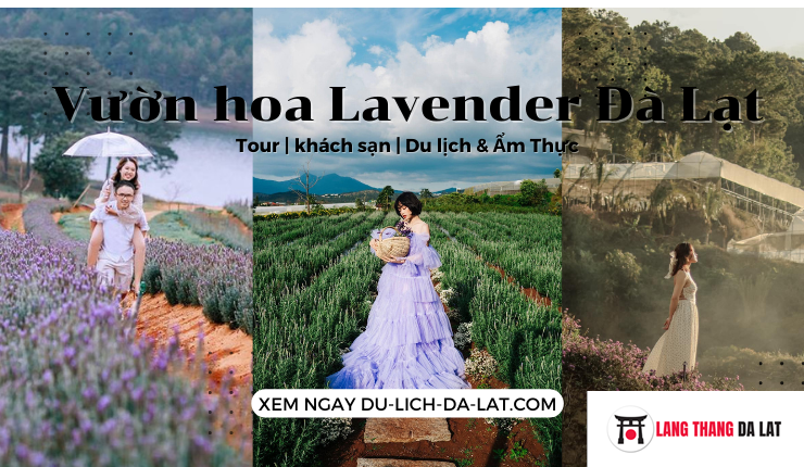 Vườn hoa Lavender Đà Lạt