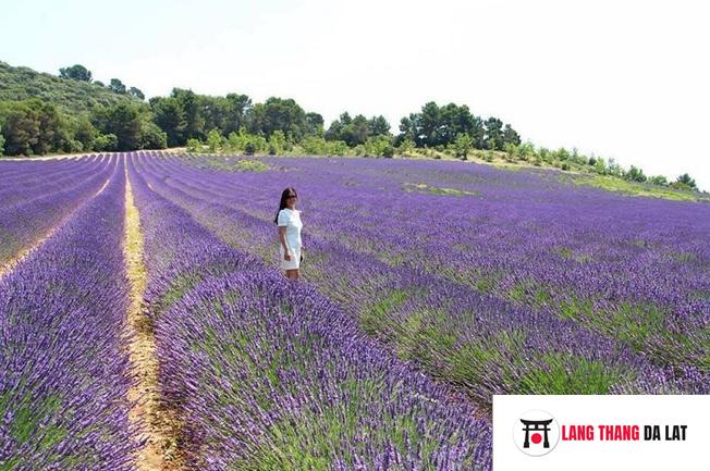 Vườn hoa Lavender Đà Lạt 2018