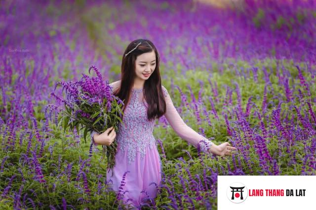 Vườn hoa Lavender Đà Lạt nở vào tháng mấy