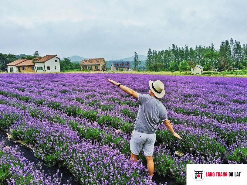 Vườn hoa Lavender Đà Lạt