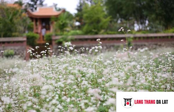 Vườn hoa Tam Giác Mạch đẹp ngây ngất ở chùa Vạn Đức